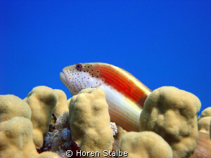 Paracirrhites forsteri. Sony Cybershot. by Horen Stalbe 